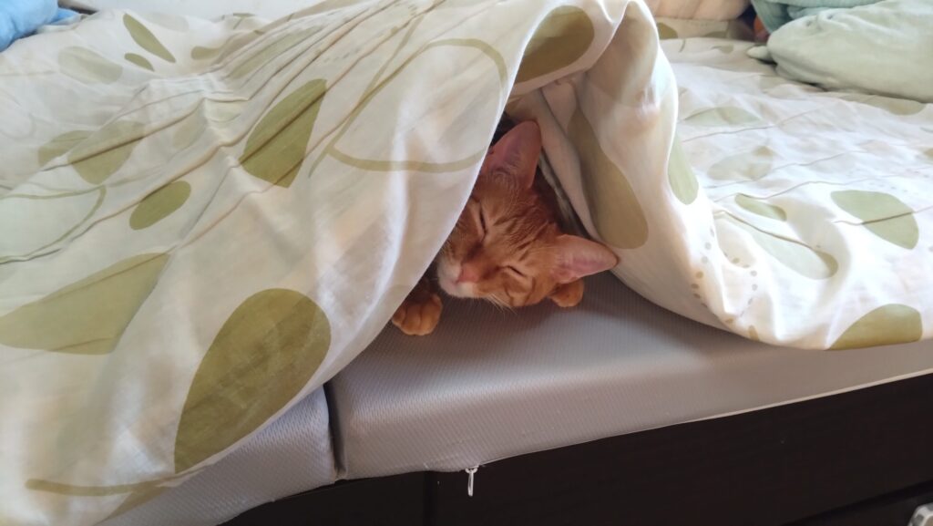 愛猫がケガをした?!大慌てして初めての動物病院に行ってきました。その様子と経過について、中編です。の画像