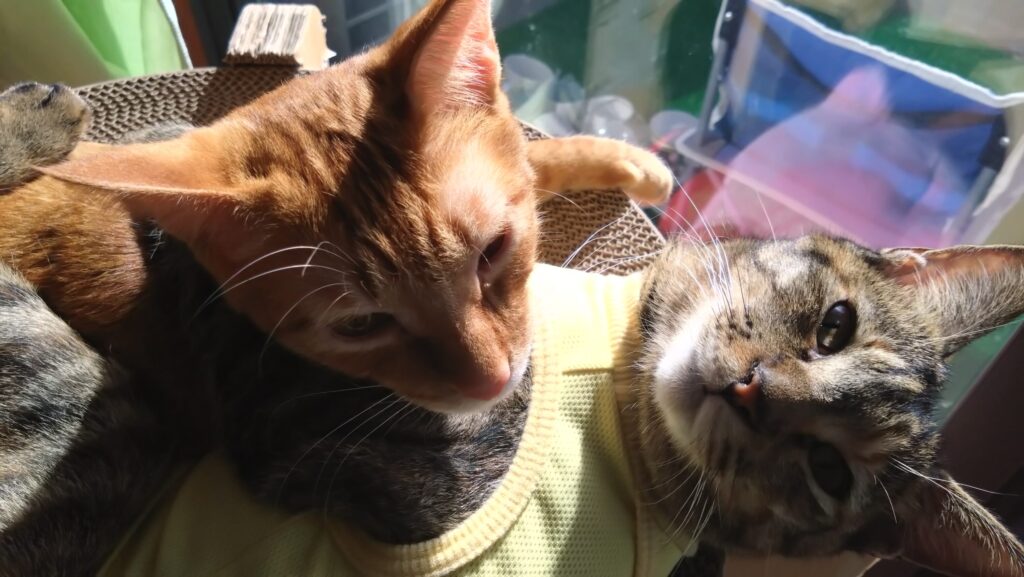 愛猫がケガをした?!大慌てして初めての動物病院に行ってきました。その様子と経過について、中編です。の画像