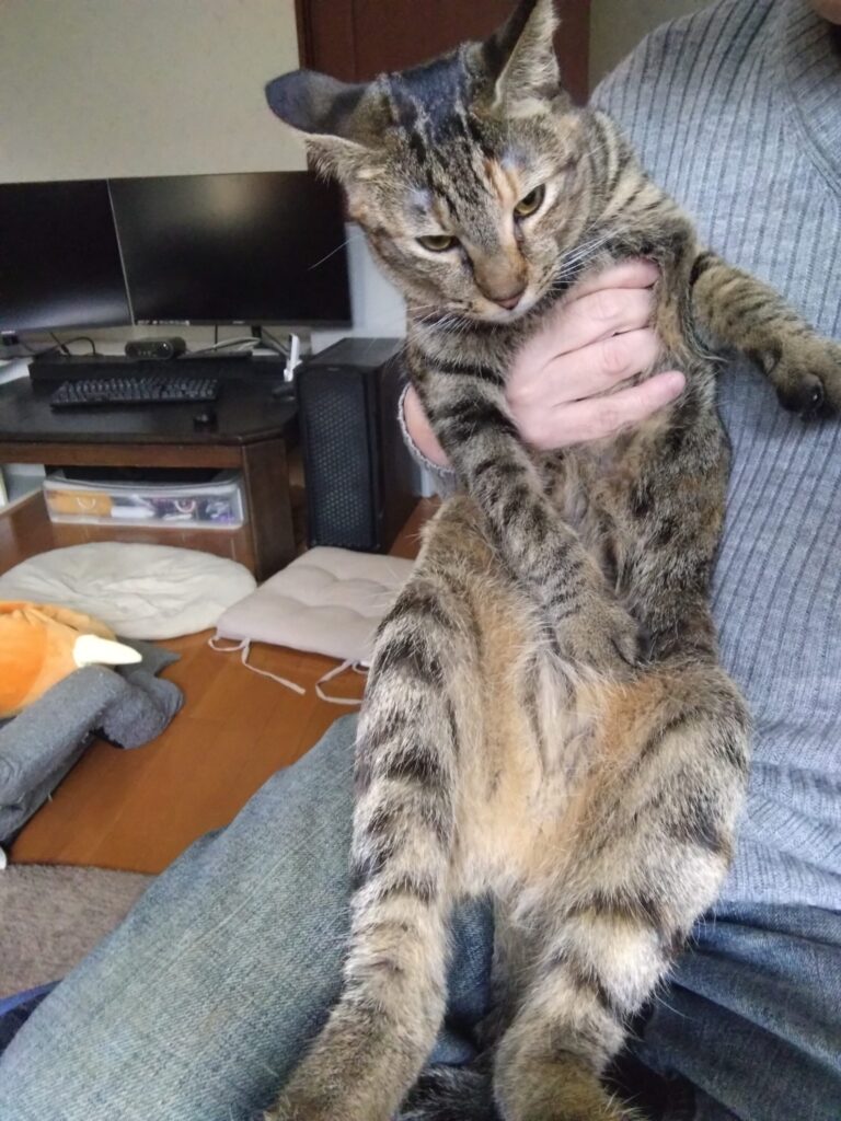 愛猫がケガをした?!大慌てして初めての動物病院に行ってきました。その様子と経過について、中編です。の画像