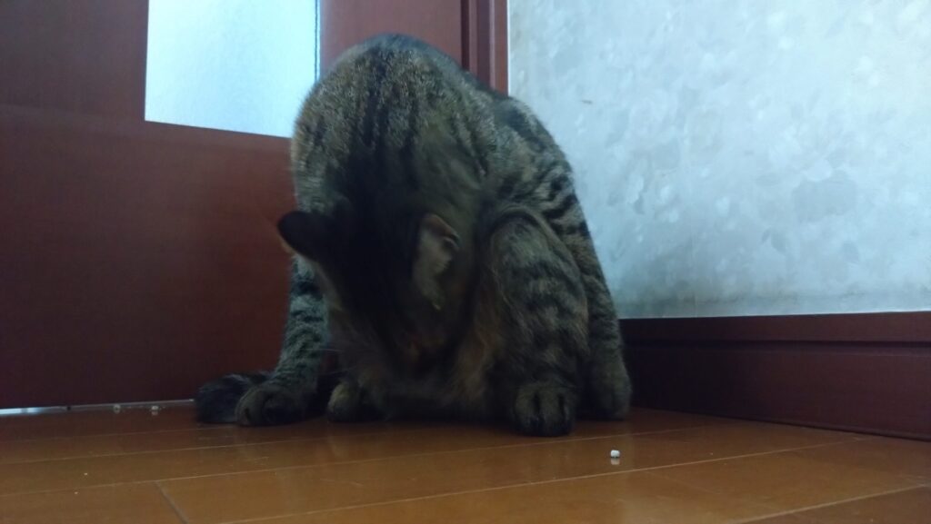 愛猫がケガをした？！大慌てして初めての動物病院に行ってきました。エリザベスウェアを脱いで大脱走の後編ですの画像