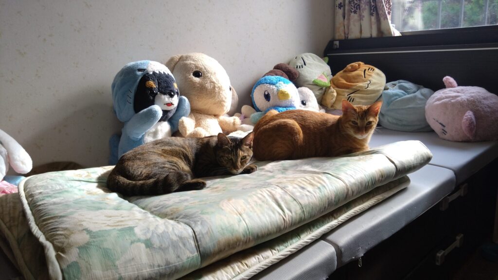 愛猫がケガをした？！大慌てして初めての動物病院に行ってきました。エリザベスウェアを脱いで大脱走の後編ですの画像