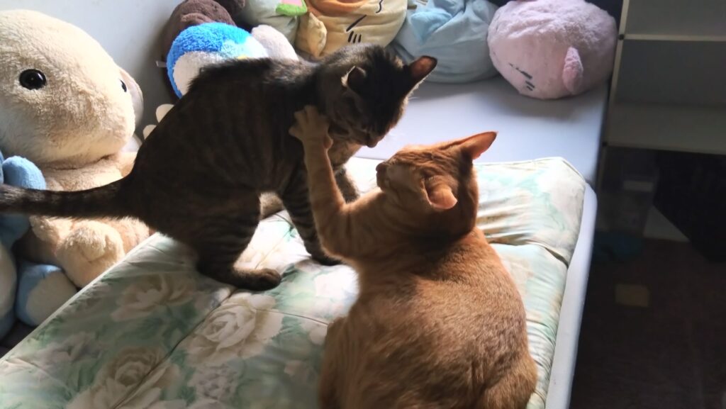 愛猫がケガをした？！大慌てして初めての動物病院に行ってきました。エリザベスウェアを脱いで大脱走の後編ですの画像