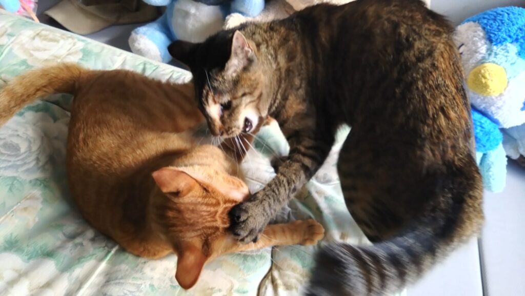 愛猫がケガをした？！大慌てして初めての動物病院に行ってきました。エリザベスウェアを脱いで大脱走の後編ですの画像