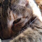 愛猫がケガをした？！大慌てして初めての動物病院に行ってきました。エリザベスウェアを脱いで大脱走の後編ですの画像