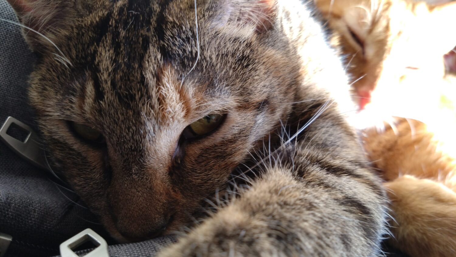 愛猫がケガをした？！大慌てして初めての動物病院に行ってきました。エリザベスウェアを脱いで大脱走の後編ですの画像