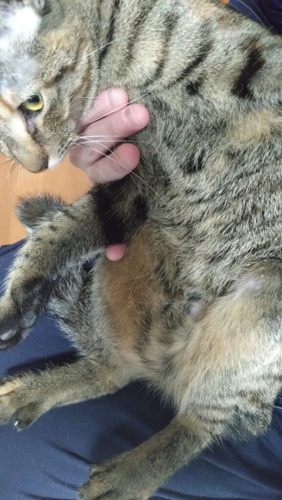 愛猫がケガをした？！大慌てして初めての動物病院に行ってきました。エリザベスウェアを脱いで大脱走の後編ですの画像